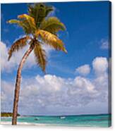 Solo Palm At Saona Island Dominican Republic Canvas Print