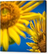 Some Flowers Canvas Print