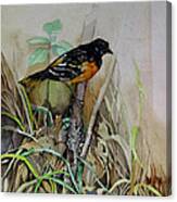 Song Bird From My Youth Canvas Print