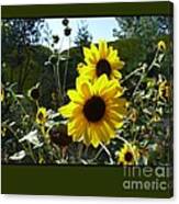 Song Of The Sunflower Canvas Print