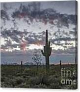Sonoran Desert Sunrise Canvas Print