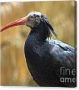 Northern Bald Ibis Canvas Print