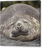 Southern Elephant Seal Bull Sleeping Canvas Print