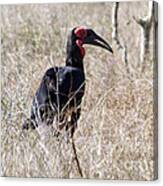 Southern Ground Hornbill Canvas Print