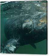 Southern Right Whale Close Up Argentina Canvas Print