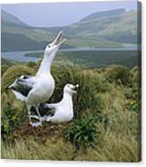 Southern Royal Albatrosses At Nest Canvas Print
