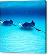 Southern Stingrays Grand Caymans Canvas Print