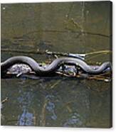 Southern Water Snake - Nerodia Fasciata Canvas Print