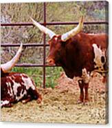 Southwest Long Horn Bulls Canvas Print