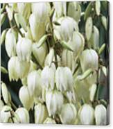 Spannish Dagger (yucca Gloriosa) Canvas Print