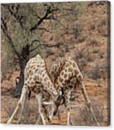 Sparring Giraffes Canvas Print
