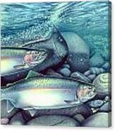 Spawning Steelhead Trout Canvas Print