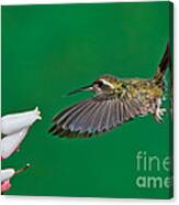 Speckled Hummingbird Canvas Print