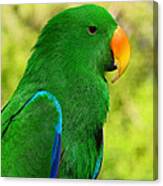 Spectacular Eclectus Parrot Canvas Print