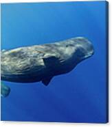 Sperm Whale Pyseter Macrocephalus Canvas Print