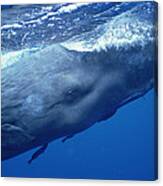 Sperm Whale With Remoras Dominica Canvas Print
