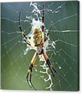 Spider - Black And Yellow Argiope 04 Canvas Print