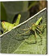 Spider-grasshopper Standoff Canvas Print