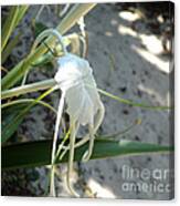 Spider Lily2 Canvas Print