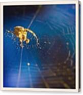 Spidey. #spider #arachnid #cobweb #web Canvas Print