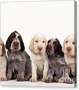 Spinone Puppy Dogs Canvas Print