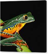 Splendid Leaf Frog Ecuador Canvas Print