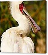 Spoonbill In A Tree Canvas Print