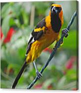 Spot Breasted Oriole Canvas Print