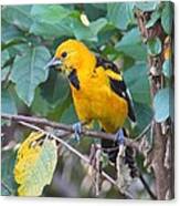 Spot-breasted Oriole Teenager Canvas Print