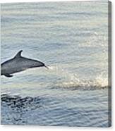 Spotted Dolphin Leaping Canvas Print