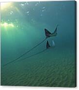 Spotted Eagle Rays During Sunset Canvas Print