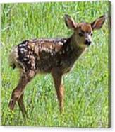 Spotted Fawn Canvas Print