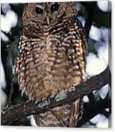 Spotted Owl Strix Occidentalis Canvas Print