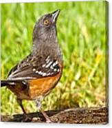 Spotted Towhee Looking Up Canvas Print