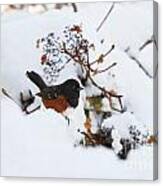 Spotted Towhee Canvas Print