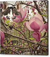 Spring And Beauty Canvas Print