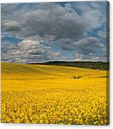 Spring At Oilseed Rape Field Canvas Print