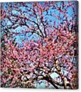 #spring #blossom #flowers  #beautiful Canvas Print