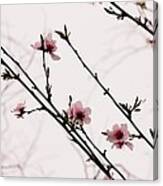 Spring Blossoms Canvas Print