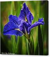 Spring Blue Iris Canvas Print