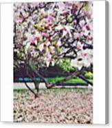 Spring In Italy #milan 🌷🌷🌷 Canvas Print