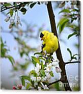 Spring In The Country Canvas Print