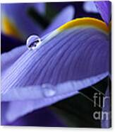 Spring Iris Canvas Print