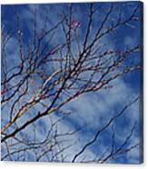 Spring Is In The Air Canvas Print