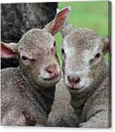 Spring Lambs Canvas Print