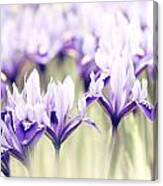 Spring March Canvas Print