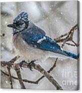 Spring Snow Bluejay Canvas Print