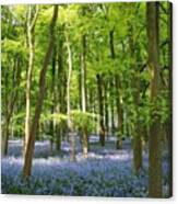 #spring #springflowers #bluebells Canvas Print