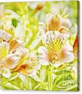 Spring Sunshine Canvas Print