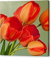 Spring Tulips Canvas Print